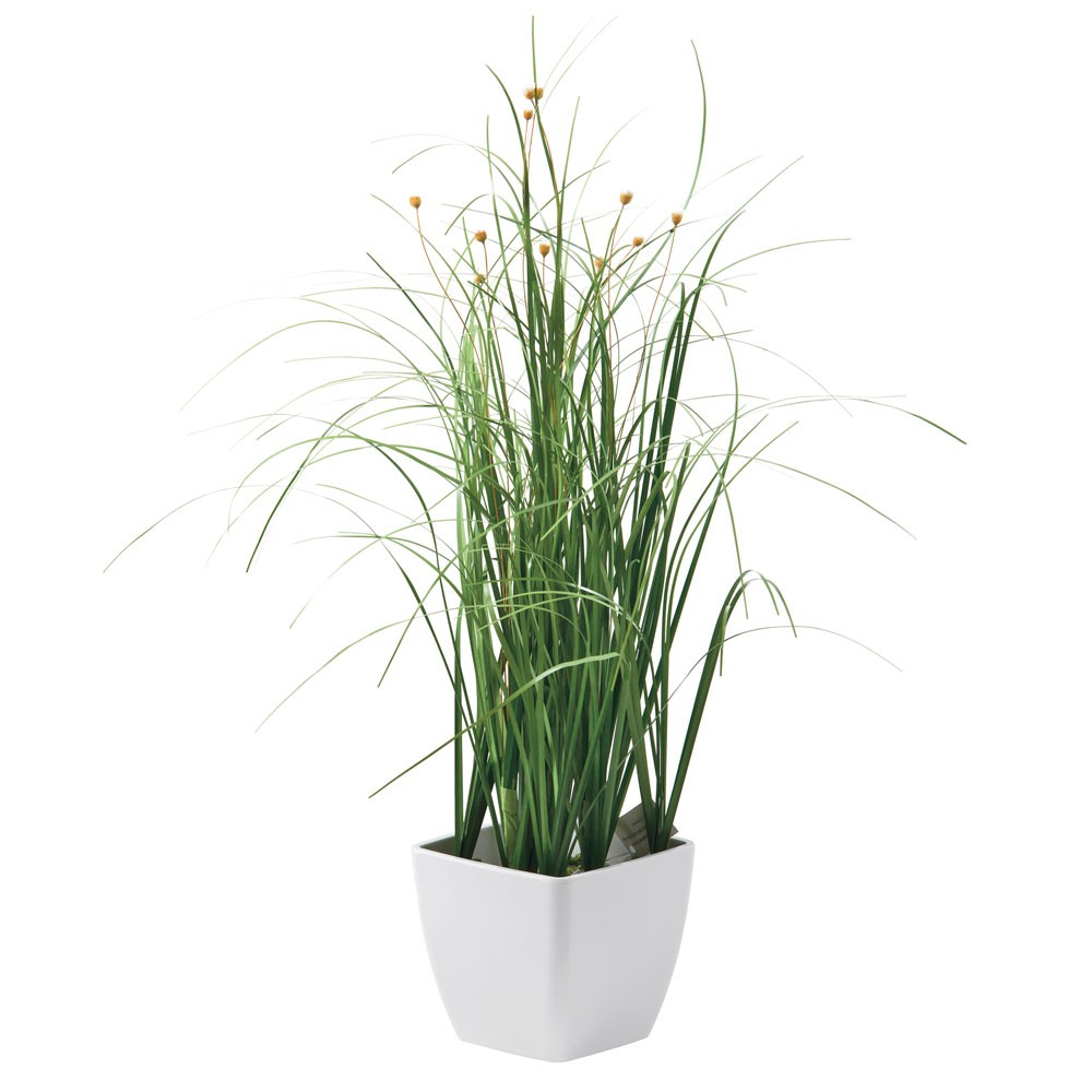 Erba gatta