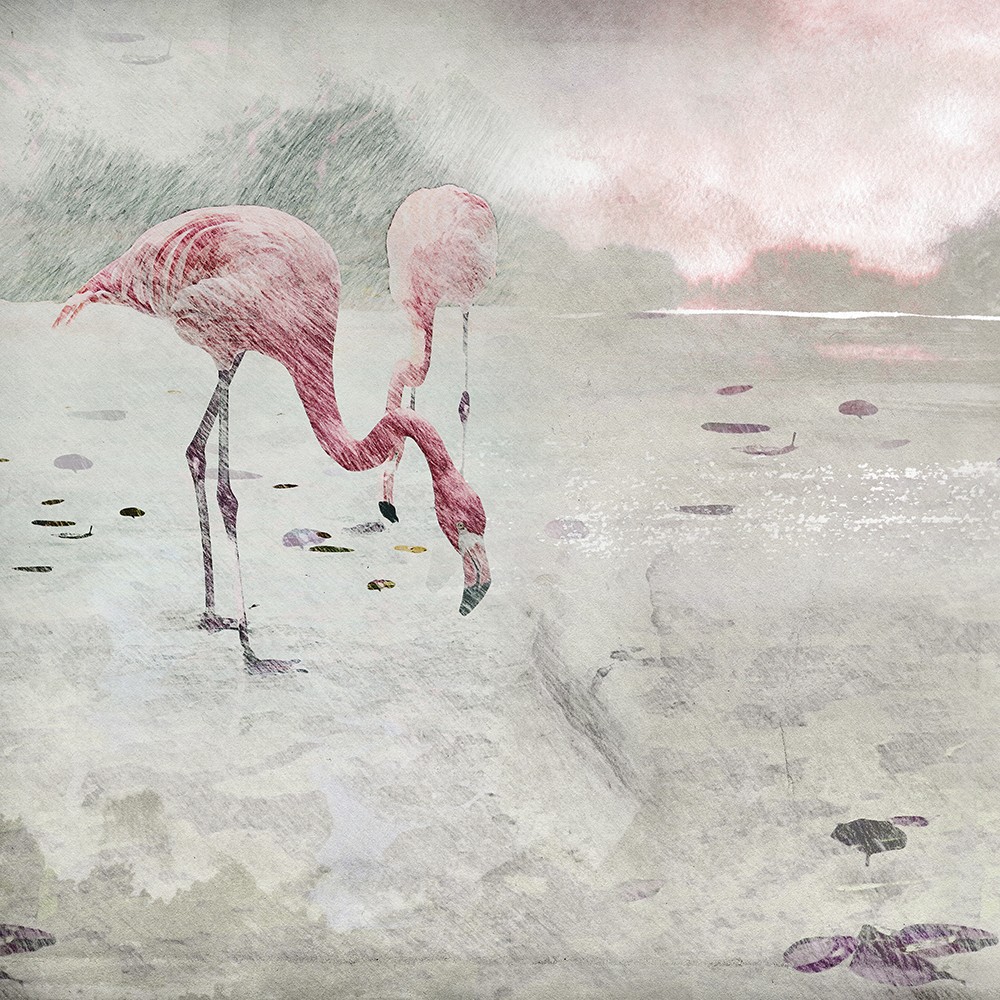 Flamingo_2