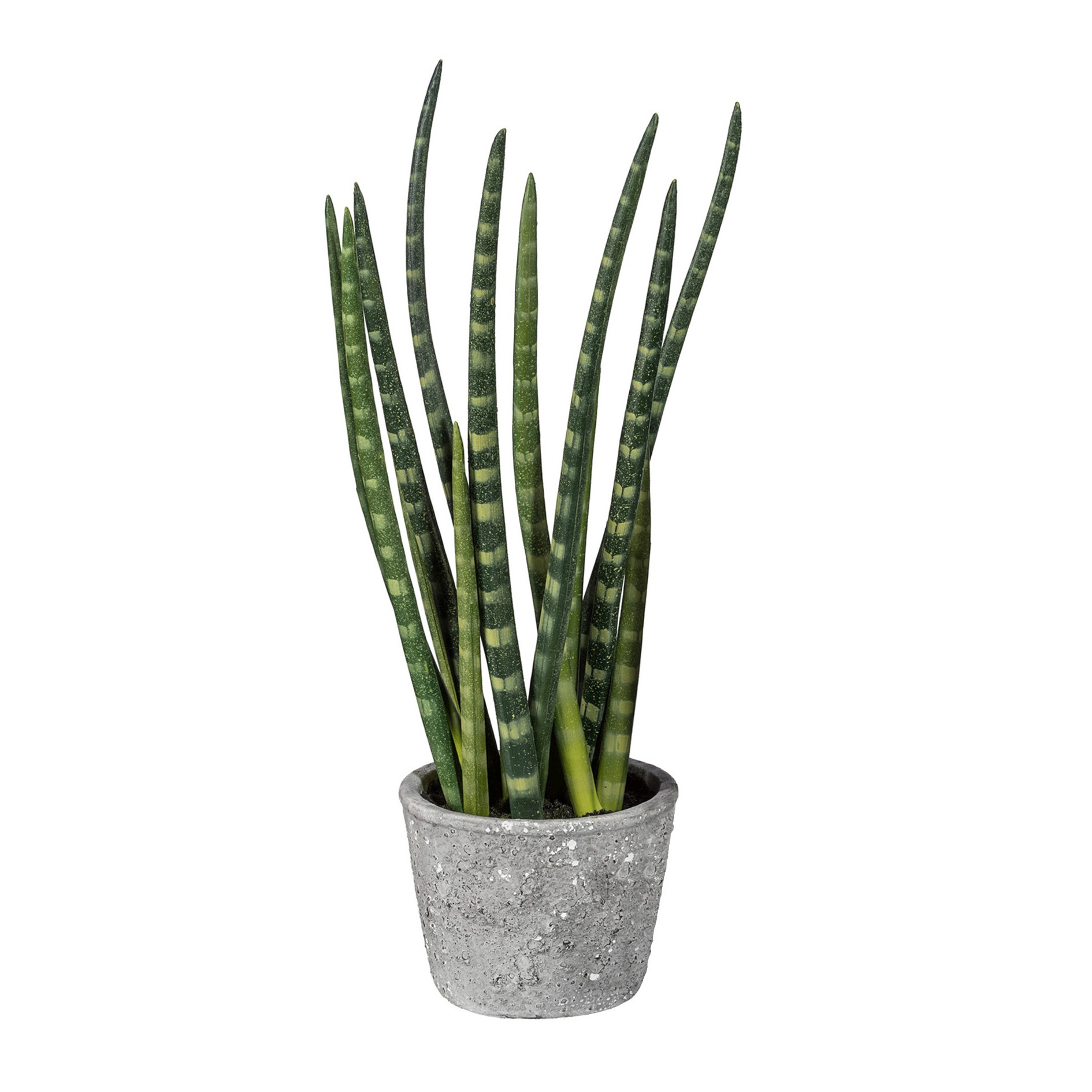 Sanseveria
