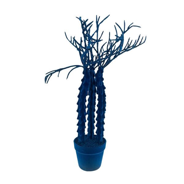 Cactus Cereus