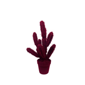 Cactus Long