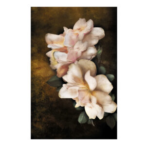 Peonia